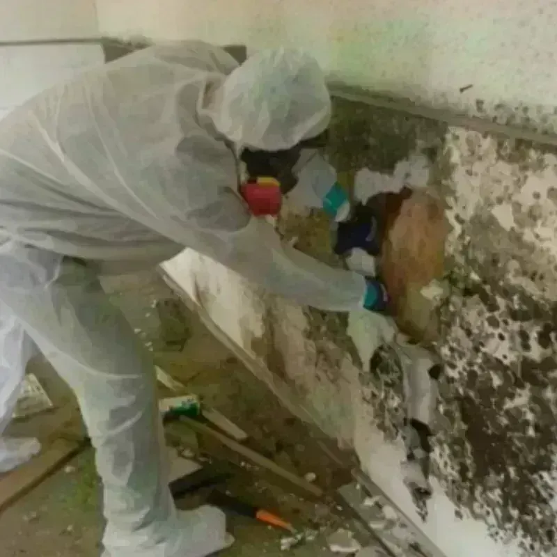 Mold Remediation and Removal in Hampstead, MD